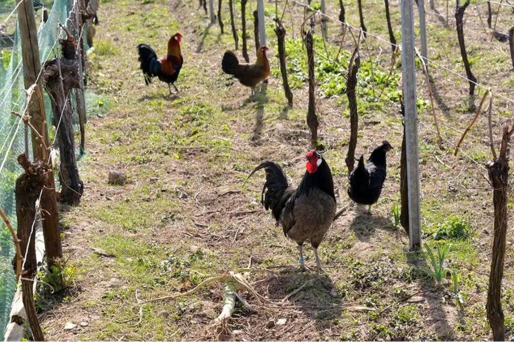 Gite L'Oeuf Ou La Poule, Parking Prive, Sur Domaine Viticole Ribeauvillé Dış mekan fotoğraf